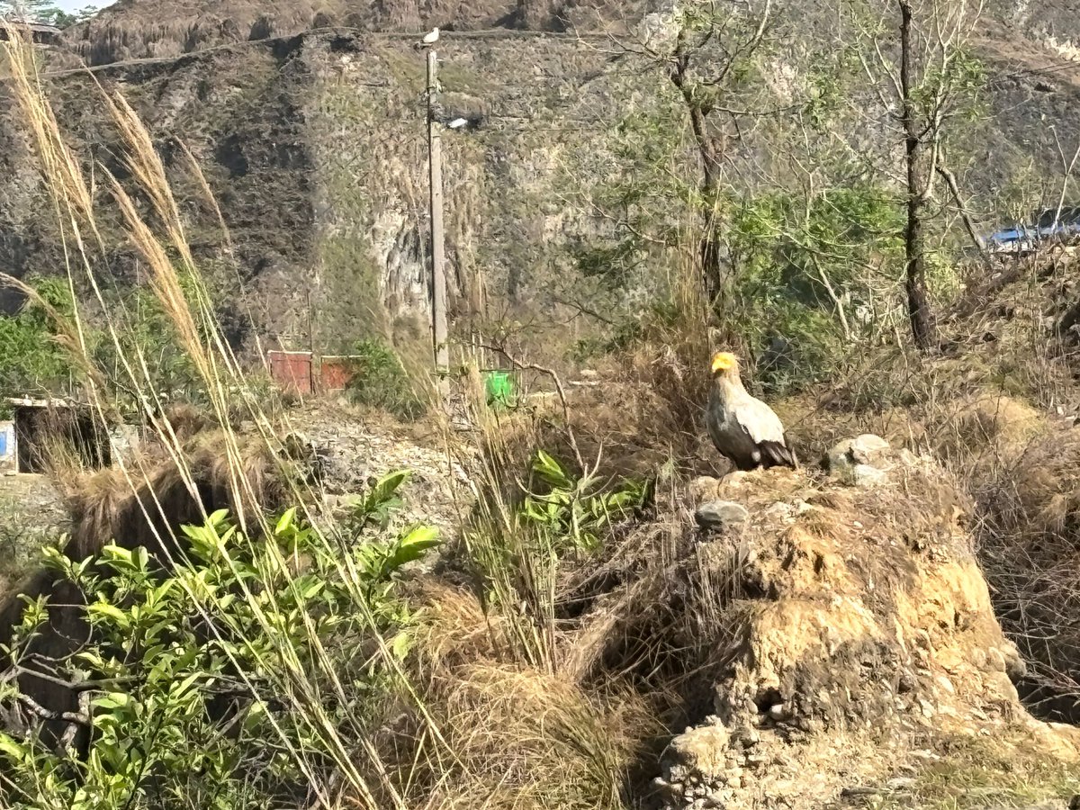 Pokhara, the tourism capital of Nepal on the lap of Mt Machhapuchhre, is also the hub for raptors such as eagles and vultures. But as the city and its infrastructure expands they come under increasing threat.