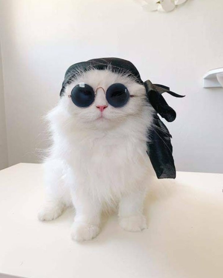 nocontextscats's tweet photo. 😎 https://t.co/aBYjVlipmb