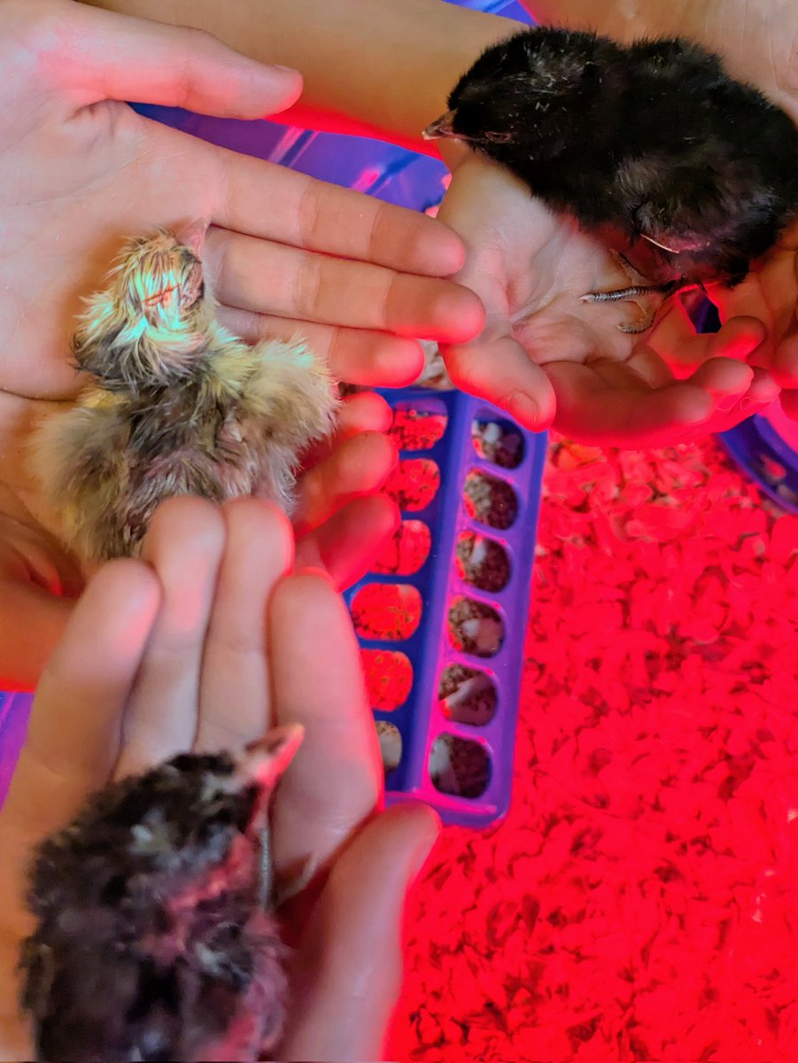 Three chicks hatched so far!