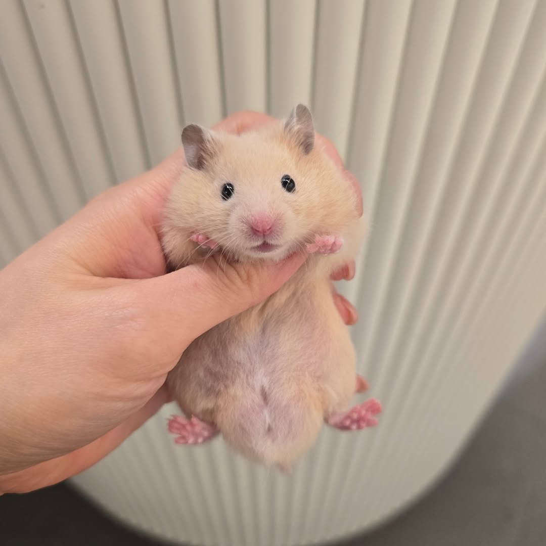 Tweets Of Hamster (@tweetsofhamster) on Twitter photo 