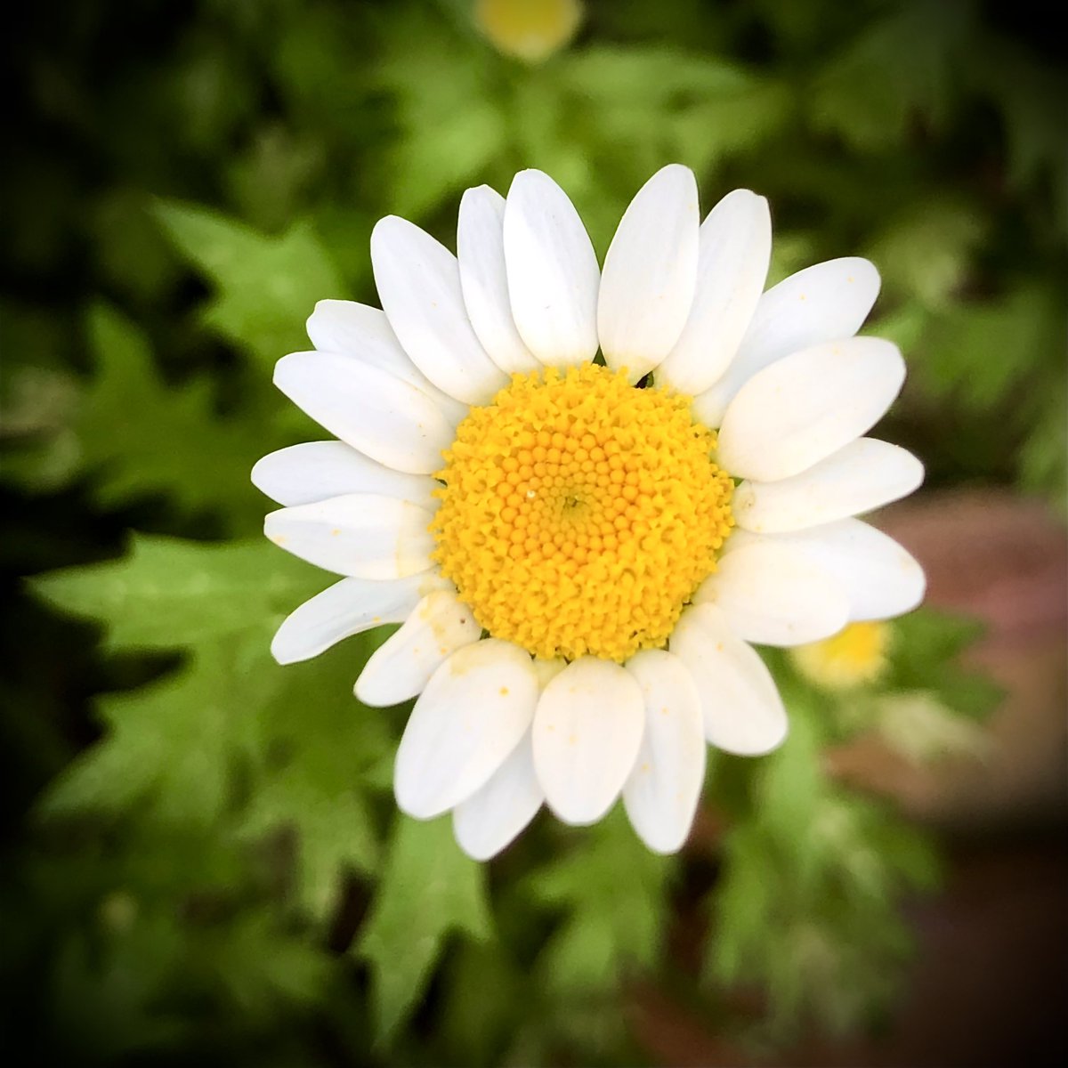 Zaid_Azhar's tweet photo. Bloom like a flower wherever you are planted #spring #Flowers #bloom https://t.co/TiRhvfb6ep