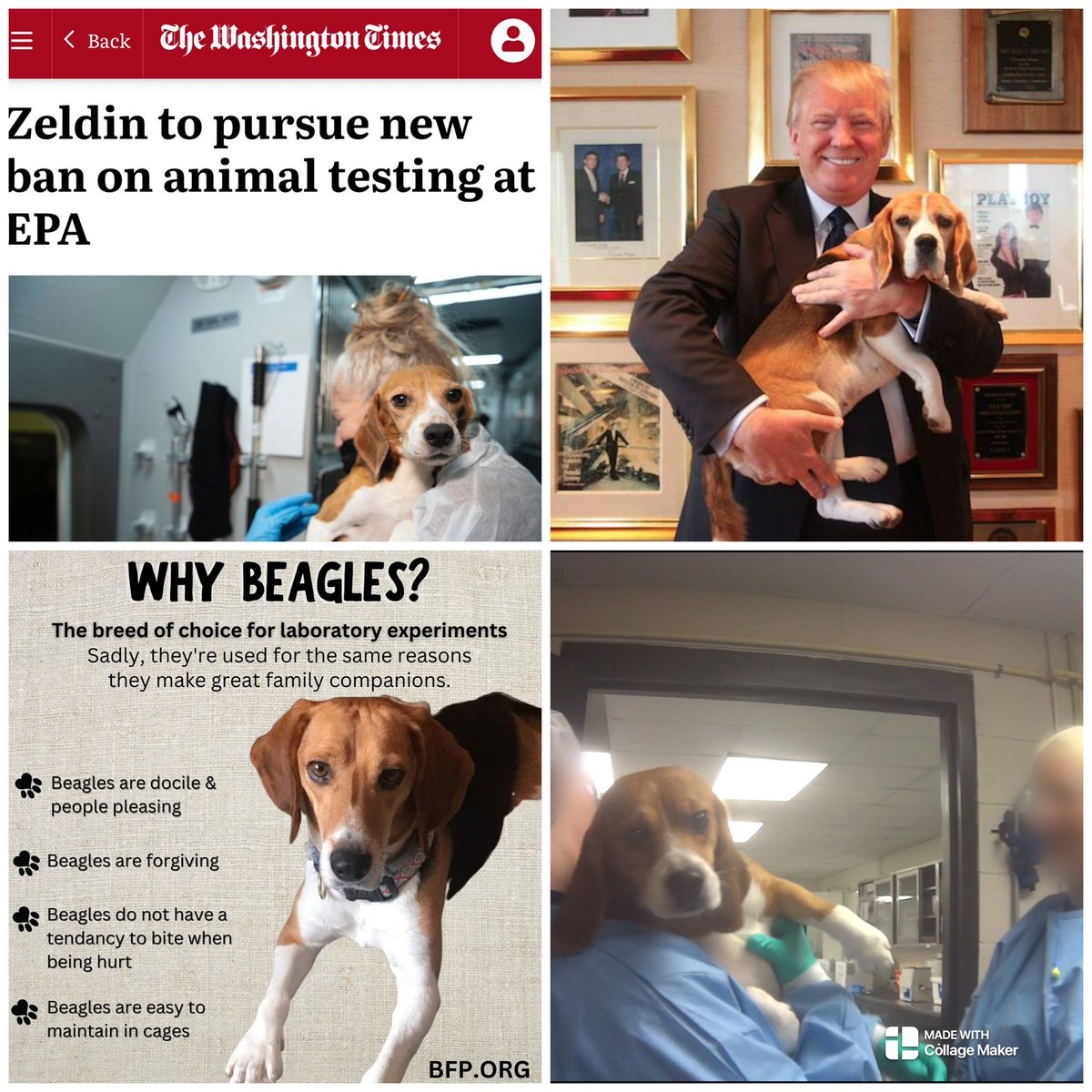 Fauci funded the torture and killing of beagles. 

Trump's EPA head Lee Zeldin just reinstated a phaseout of animal testing begun in the first Trump admin, but killed by Biden.