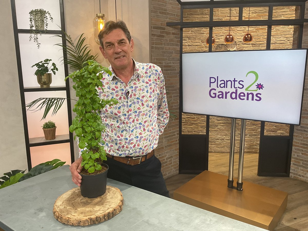 #ad We’re super excited this Sunday afternoon, 3pm, QVC Style with and hour of Plants2Gardens and we start with a One Time Only. A climbing Hydrangea. Freeview 37!