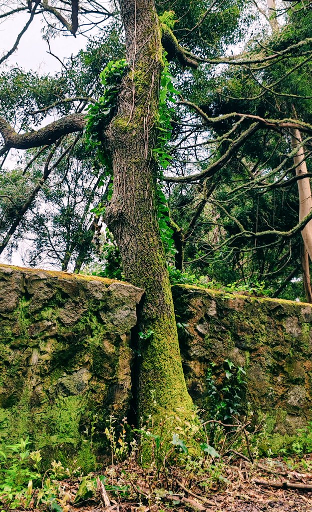 Kastanienzweig's tweet photo. Tree and wall 🌳💚☘️👍
#photography #TreesChallenge #naturelovers #treepeople #trees https://t.co/SgMC0UQ97z
