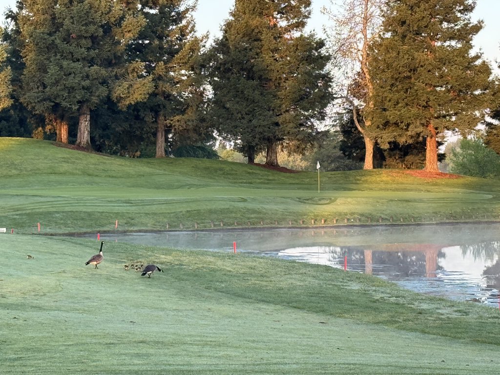 Jspturf's tweet image. Skye the Goose Dog failed at her job. #youhadonejob @DogsOfTurf