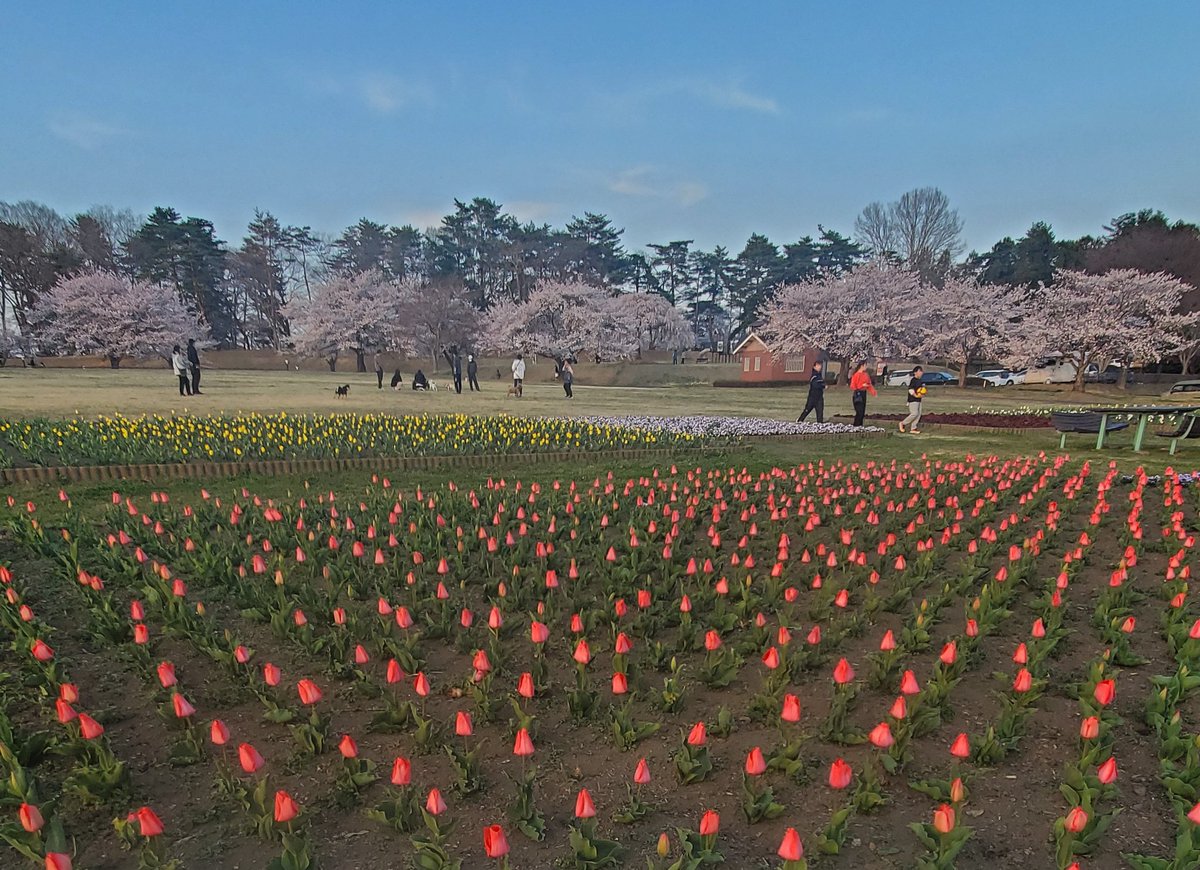 makibach's tweet photo. #受難週　#聖餐式　#賛美　#十字架のくぎ　#花曇り　#鏡石町　#桜満開　#岩瀬牧場　#鳥見山　#昨日の夕日　#復活　#イースター　#永遠の命　来週の日曜日20日はイエス様が復活された復活祭、イースターです。十字架による罪の赦し。復活による永遠の命と希望を共に祝いましょう https://t.co/dnLH7LI5LI