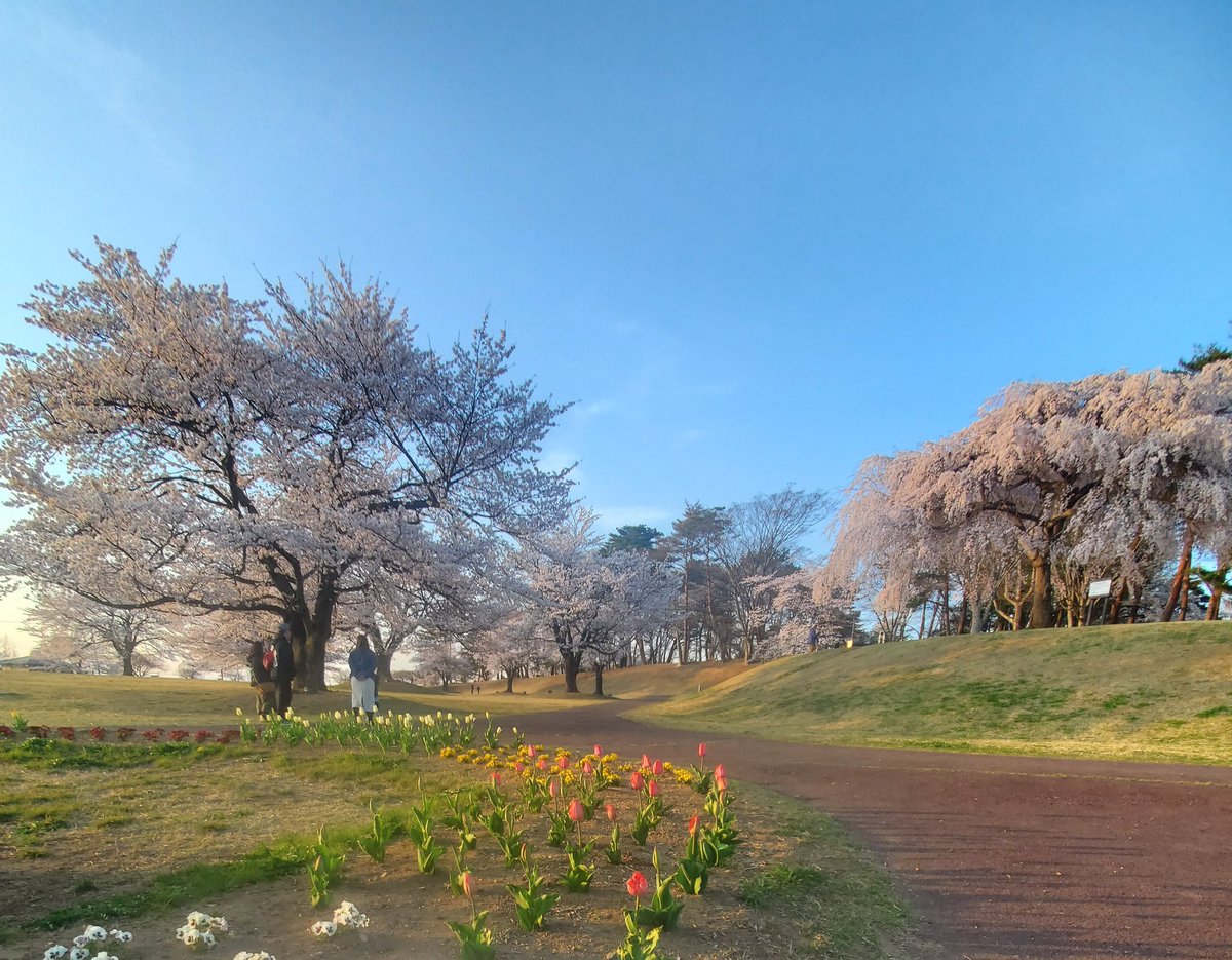 makibach's tweet photo. #受難週　#聖餐式　#賛美　#十字架のくぎ　#花曇り　#鏡石町　#桜満開　#岩瀬牧場　#鳥見山　#昨日の夕日　#復活　#イースター　#永遠の命　来週の日曜日20日はイエス様が復活された復活祭、イースターです。十字架による罪の赦し。復活による永遠の命と希望を共に祝いましょう https://t.co/dnLH7LI5LI