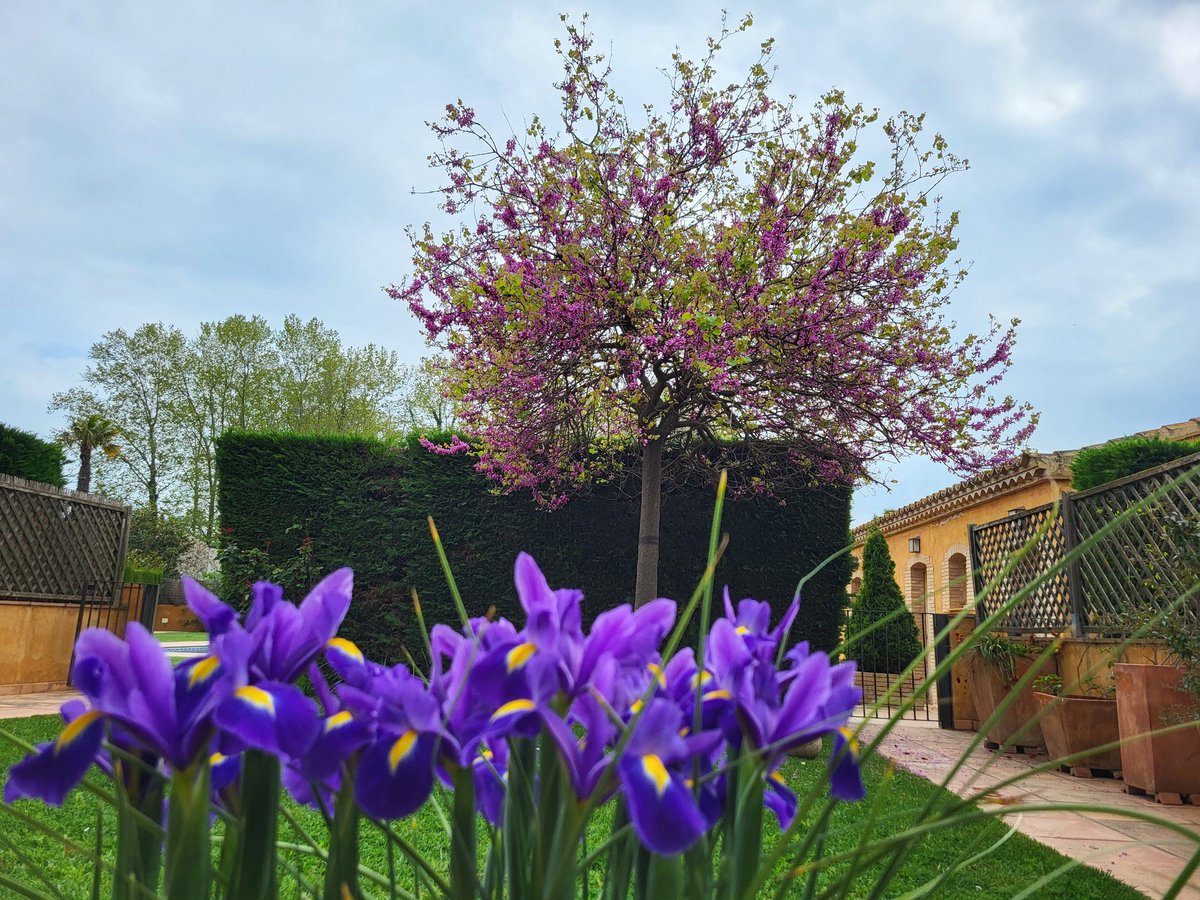 Primavera