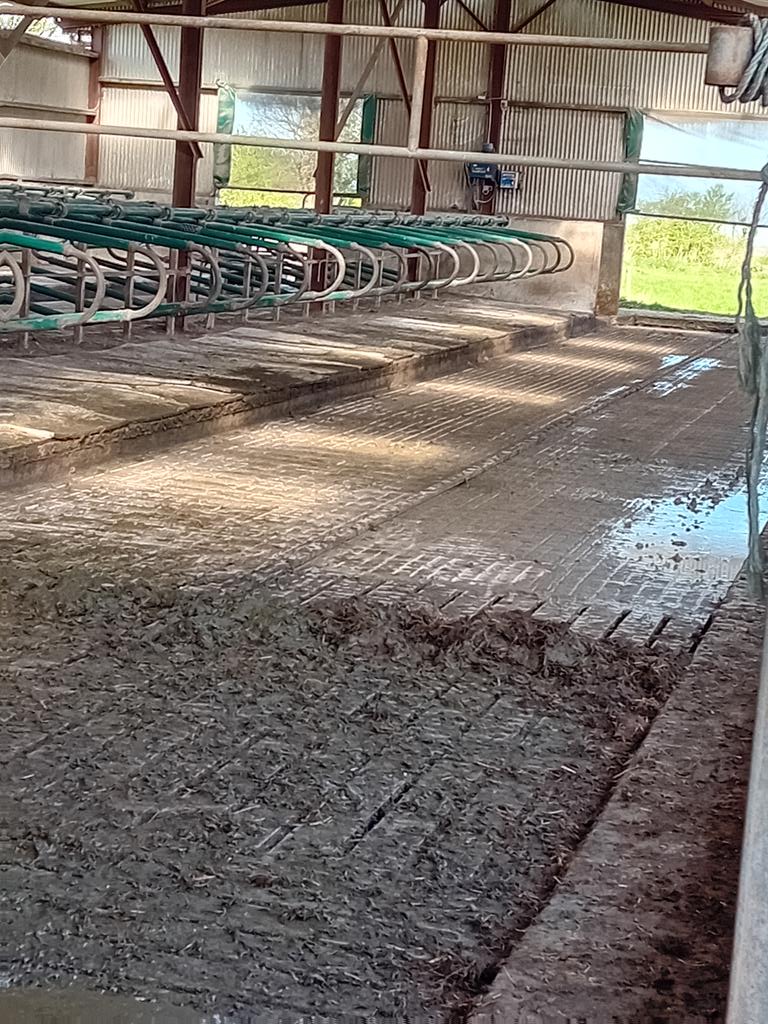 Busy Sunday morning in mullinavatt co killkenny ,busy time with cow's slipping .