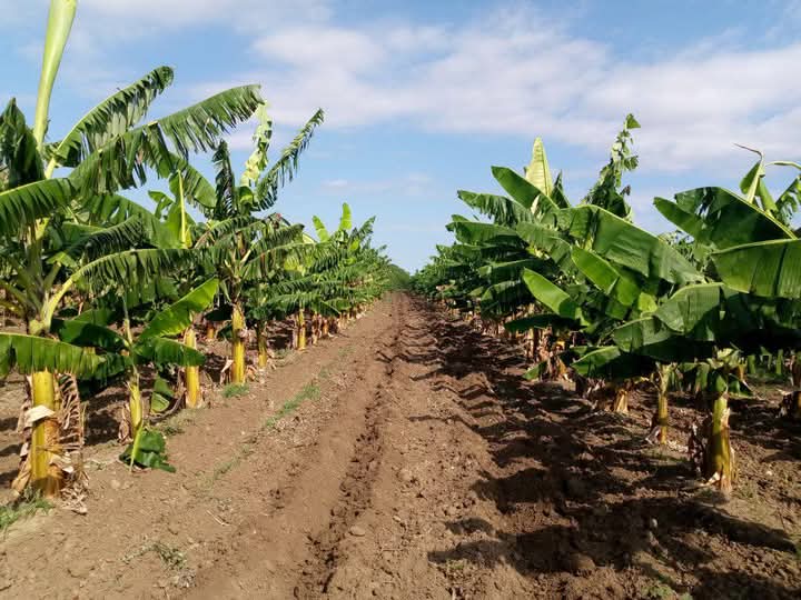 juanguerragome's tweet photo. #ANAPCuba,Finca "El Gallo" del campesino espirituano Yunior Figueredo, aplica prácticas #Agroecologicas en cultivos varios y  ganadería, #GenteQueSuma @DiazCanelB @PartidoPCC @DrRobertoMOjeda @RamnMonte1 @FelixDuarteOrte @SarduyYamila @yoel_palmero @OsmaniPerez18 https://t.co/trPiwd5Y1B