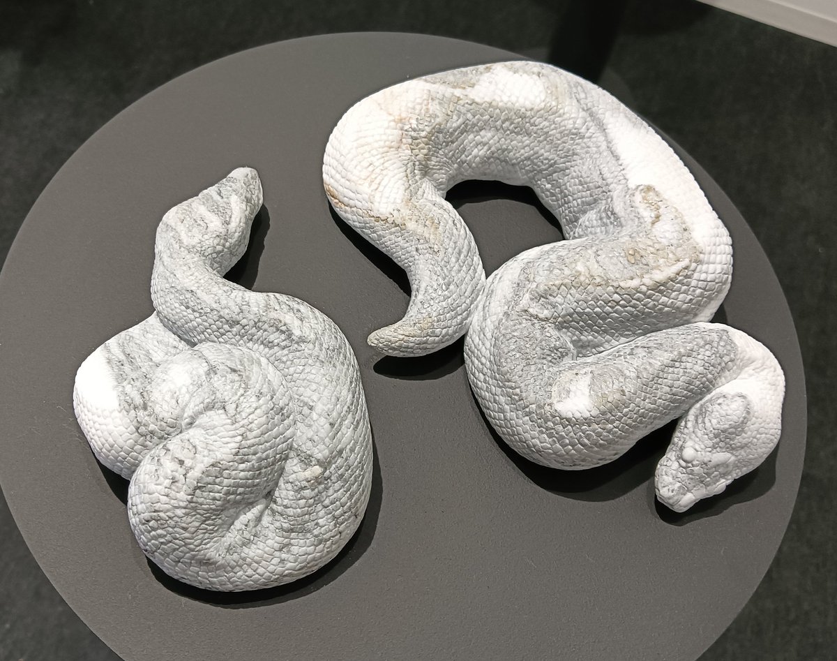 AQUA_SiON's tweet image. 同じ大理石から生まれた☯のような２体の🐍✨

#佐野藍
#PythonSeries