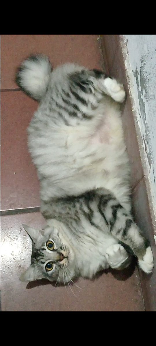 kormalucknut407's tweet photo. Free Adopt Kucing, dom Salatiga, jenkel betina (sudah steril), dicari adopter yg bersedia merawat seumur hidup, bersedia saya hubungi untuk menanyakan kabar anabul serta wajib diberikan makan whiskas atau yang setara dgn whiskas krna perutnya sensitif, sebisa mungkin tdk ngekos https://t.co/9Qs18zVBfo