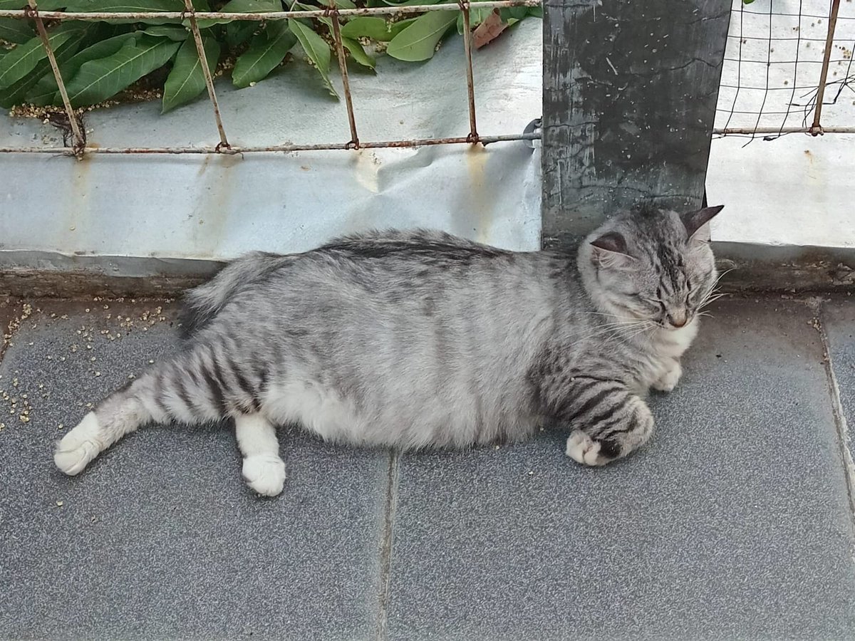 kormalucknut407's tweet photo. Free Adopt Kucing, dom Salatiga, jenkel betina (sudah steril), dicari adopter yg bersedia merawat seumur hidup, bersedia saya hubungi untuk menanyakan kabar anabul serta wajib diberikan makan whiskas atau yang setara dgn whiskas krna perutnya sensitif, sebisa mungkin tdk ngekos https://t.co/9Qs18zVBfo
