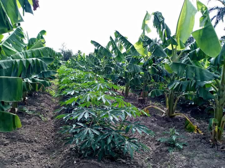 juanguerragome's tweet photo. #ANAPCuba,Finca "El Gallo" del campesino espirituano Yunior Figueredo, aplica prácticas #Agroecologicas en cultivos varios y  ganadería, #GenteQueSuma @DiazCanelB @PartidoPCC @DrRobertoMOjeda @RamnMonte1 @FelixDuarteOrte @SarduyYamila @yoel_palmero @OsmaniPerez18 https://t.co/trPiwd5Y1B