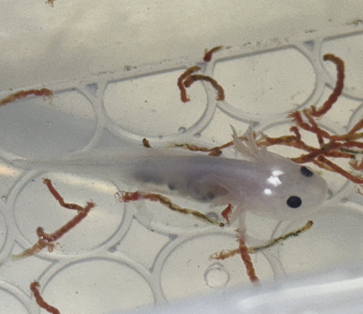 最近飼育し始めたウーパールーパー

名前はまだ決まっていません💦

白くてとても可愛い！

無事に大きくなあれ