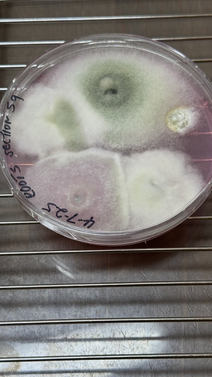 carlosdlt280's tweet photo. Checking for endophytic #Trichoderma and root colonization in #avocado trees, both seem positive. Pending verification by @ClinicPlant  not all that is green is good. #biocontrols https://t.co/3Se7AN30f1