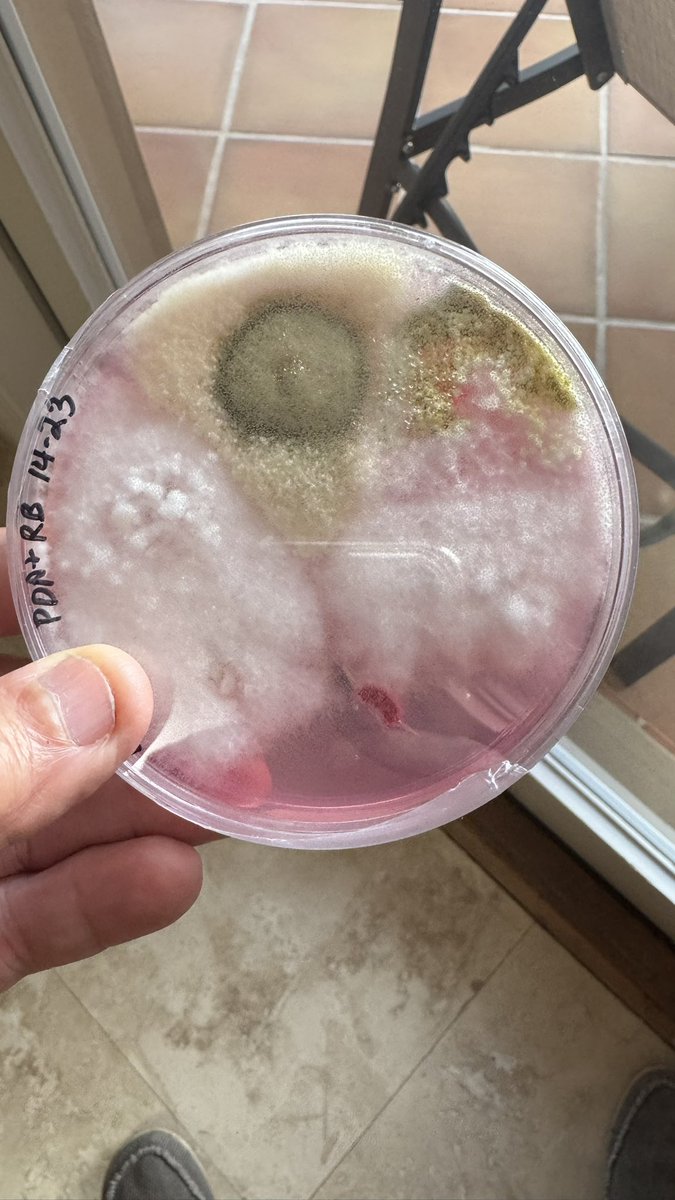 carlosdlt280's tweet photo. Checking for endophytic #Trichoderma and root colonization in #avocado trees, both seem positive. Pending verification by @ClinicPlant  not all that is green is good. #biocontrols https://t.co/3Se7AN30f1