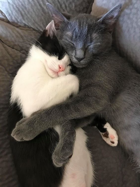 Kitty archives ♡ (@puppierz) on Twitter photo 