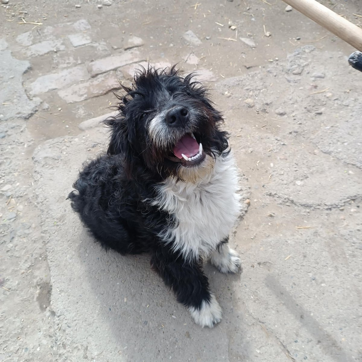 🐾💥Udomljava se Cupka💥🐾
Veselo ,razigrano stene 🐶ceka svoj domic ,gde ce imati ljubav ,paznju,da bi uvek bila ovako nasmejana 🐶Stara je 7 meseci ,nalazi se u smestaju nadomak Beograda kont tel 
0654185868🍀🐾