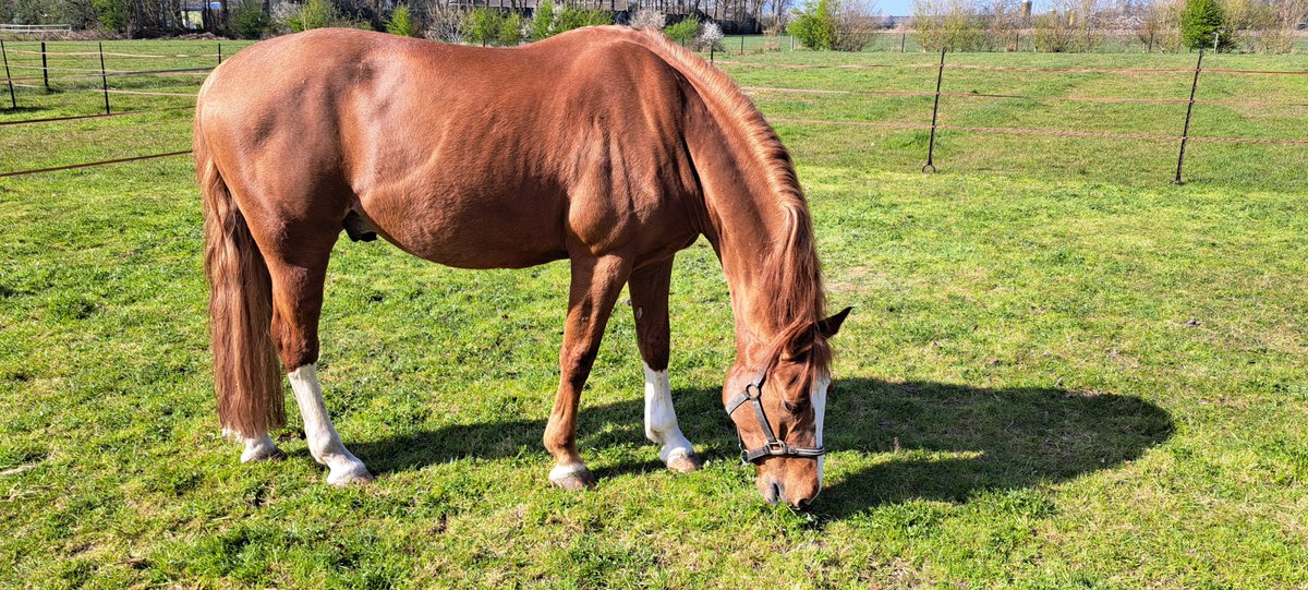 Joepie gras.
Opbouwen uurtje per dag