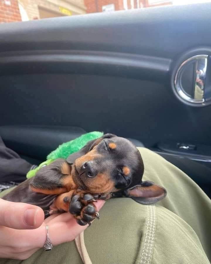 Dachshund_heaven.(USA) (@dachshund30) on Twitter photo 