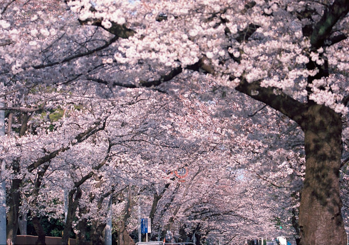 mercvrivs2's tweet photo. #SIGMA150600c に #OlympusPenFV をしがみ付かせて #桜 を撮ってきました(*´ω`*)
フィルムは初の #Ekter100
#OLYMPUS #OlympusPen #PenFV
#オリンパス #���リンパスペン
#ハーフサイズカメラ #フィルムカメラ #HalfFrameCamera #FilmCamera
#フィルム写真 #filmphotography #SIGMA https://t.co/mf0JnE2Gwb