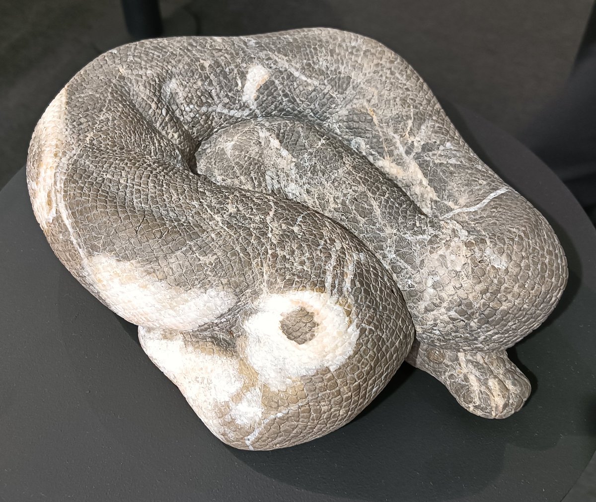 AQUA_SiON's tweet image. 大理石の模様・カラーが独特な２体の🐍✨

部分的に白が入るとパイボール（ボールパイソンのモルフ）っぽいですね〜！✨

#佐野藍
#PythonSeries
