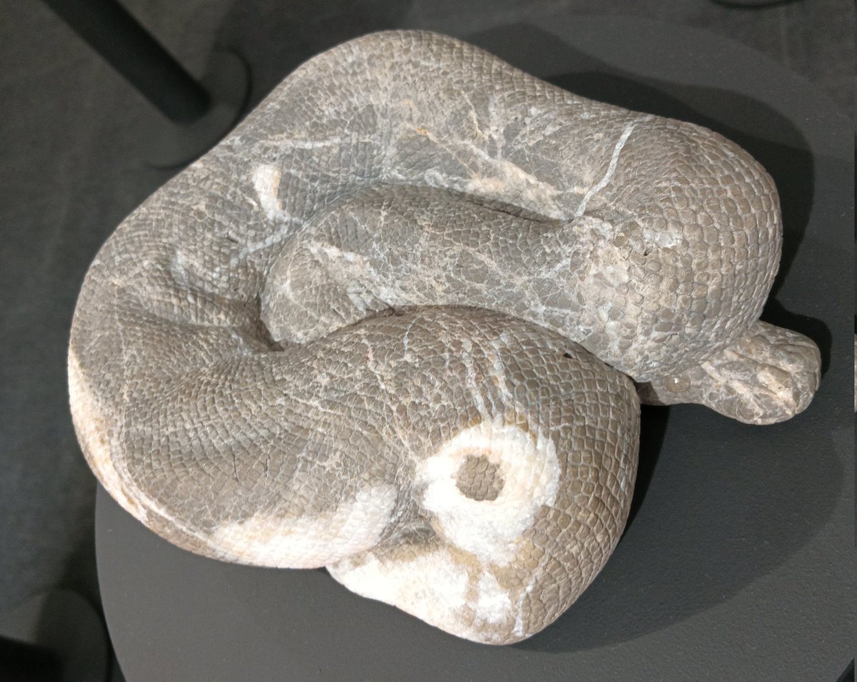 AQUA_SiON's tweet image. 大理石の模様・カラーが独特な２体の🐍✨

部分的に白が入るとパイボール（ボールパイソンのモルフ）っぽいですね〜！✨

#佐野藍
#PythonSeries