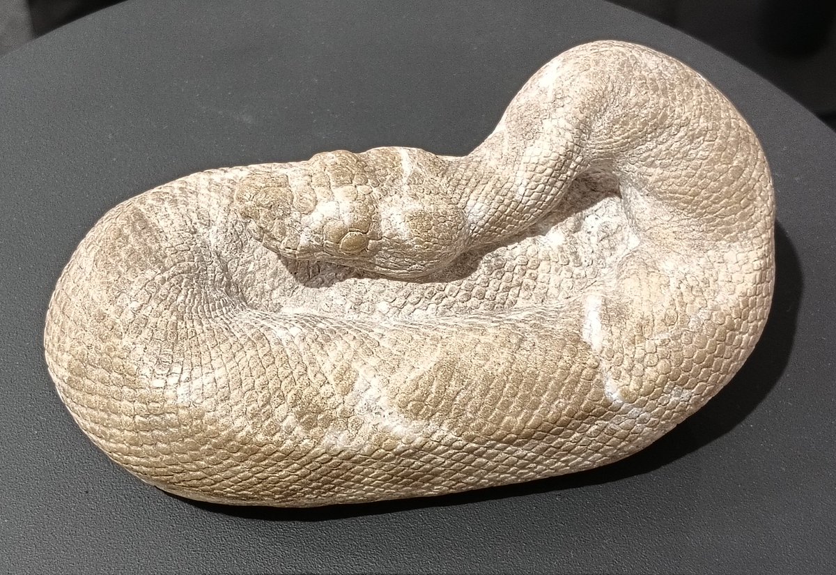 AQUA_SiON's tweet image. 大理石の模様・カラーが独特な２体の🐍✨

部分的に白が入るとパイボール（ボールパイソンのモルフ）っぽいですね〜！✨

#佐野藍
#PythonSeries