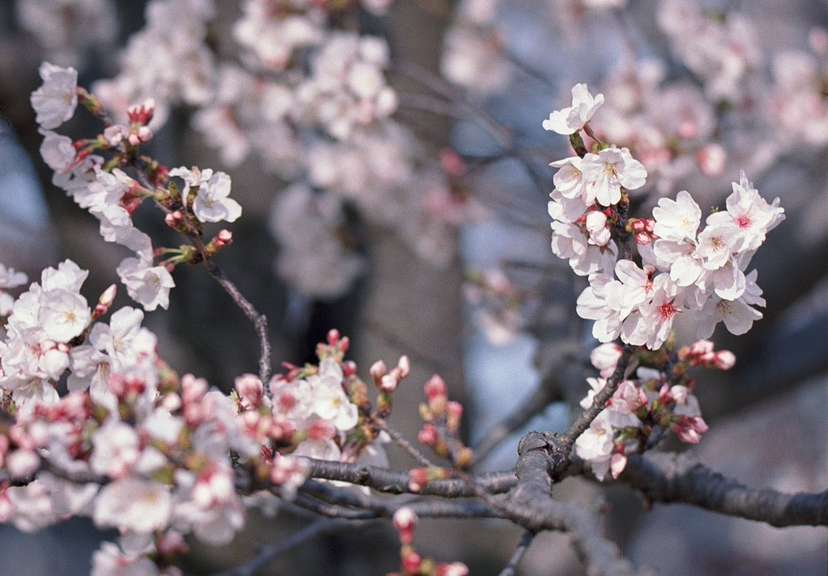 mercvrivs2's tweet photo. #SIGMA150600c に #OlympusPenFV をしがみ付かせて #桜 を撮ってきました(*´ω`*)
フィルムは初の #Ekter100
#OLYMPUS #OlympusPen #PenFV
#オリンパス #���リンパスペン
#ハーフサイズカメラ #フィルムカメラ #HalfFrameCamera #FilmCamera
#フィルム写真 #filmphotography #SIGMA https://t.co/mf0JnE2Gwb