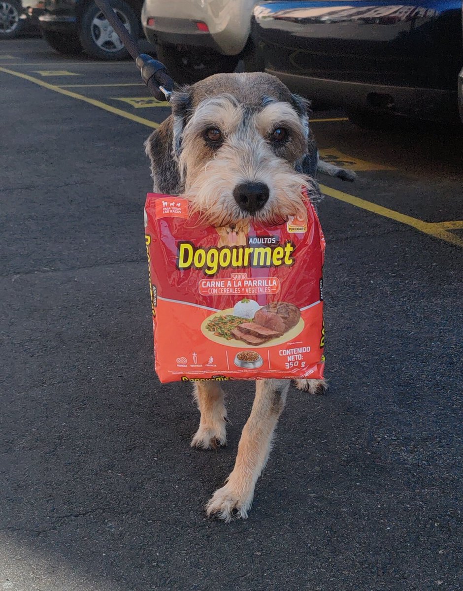 garaykelly's tweet photo. A él le gusta llevar su comida #dogurmet @dogurmet @alimentospolar #alimentospolar #zabu #dog https://t.co/TPiZDyg8fs