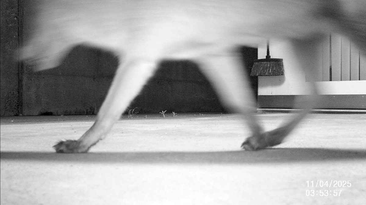 alpentarn's tweet image. Mich wollte kürzlich der Quartier #Fuchs 🦊 besuchen. Bilder von der Wildcam, welche ich rein zufällig aus anderen Gründen aufstellte (man sieht das IR-Licht), sonst wäre es mir gar nicht aufgefallen, dass er auch noch von der Eingangs-Kamera gefilmt wurde.