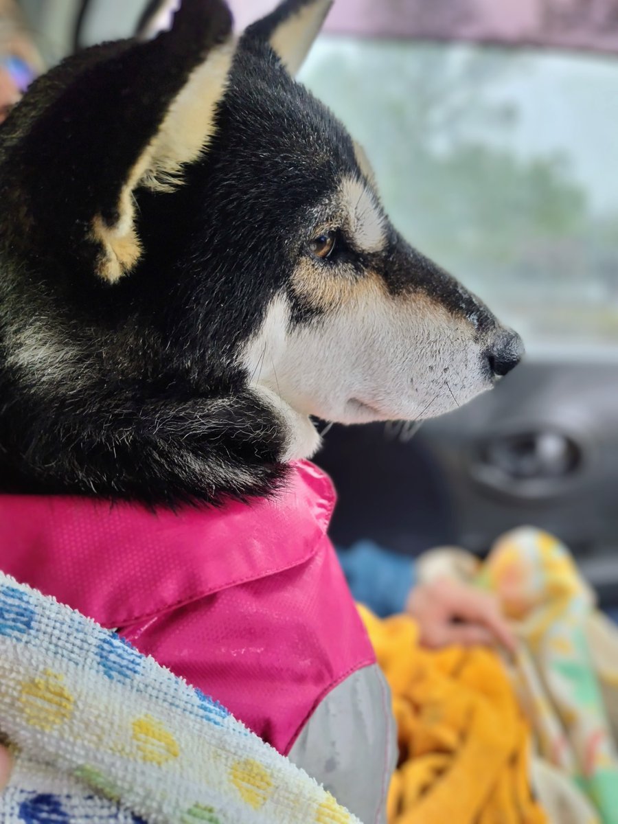 yipo121's tweet image. 今日はずっと雨で、肌寒の1日でした。お花見に行けなくて残念。
でも夕方ちょっとだけ雨散歩。