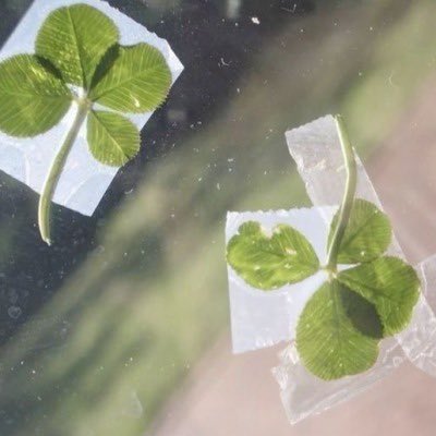 jiyu pics tweet media