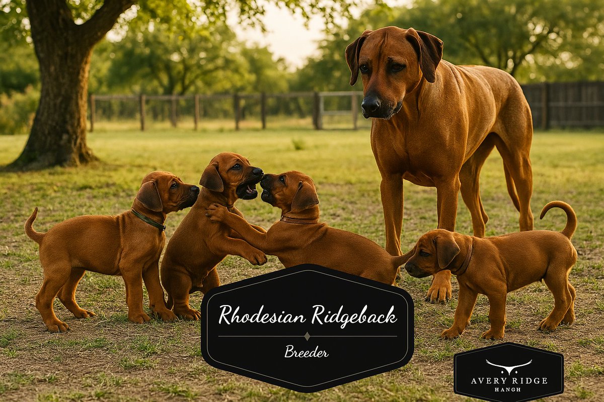 ridgebacksoftx's tweet photo. Rhodesian Ridgeback puppies growing up 
✅ Texas Bred &amp; Raised
✅ Socialized and Ready for Adventure
✅ Lifetime Breeder Support
👉 https://t.co/DX6XRqIvJ0
#RhodesianRidgeback #FamilyDogs #HealthyPuppies #BigDogEnergy #PuppyLove #TexasDogs #GentleGiants #DogBreeders https://t.co/bJI3oLMUgX