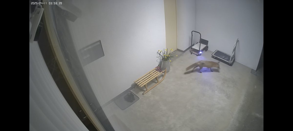 alpentarn's tweet image. Mich wollte kürzlich der Quartier #Fuchs 🦊 besuchen. Bilder von der Wildcam, welche ich rein zufällig aus anderen Gründen aufstellte (man sieht das IR-Licht), sonst wäre es mir gar nicht aufgefallen, dass er auch noch von der Eingangs-Kamera gefilmt wurde.
