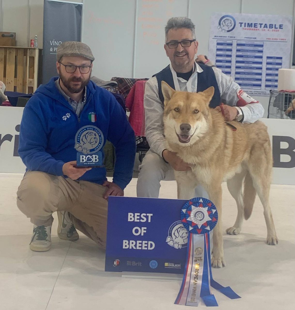 DiFossombrone's tweet photo. * FOSSOMBRONE vince il CAMPIONATO EUROPEO di BRNO 2025   .... 3 Titoli vinti e BEST OF BREED !!!

#FOSteam #wearefossombrone #brno2025 #eds #fci #sempreunpassoavanti #saarloos #difossombrone https://t.co/IvUWU55UNo