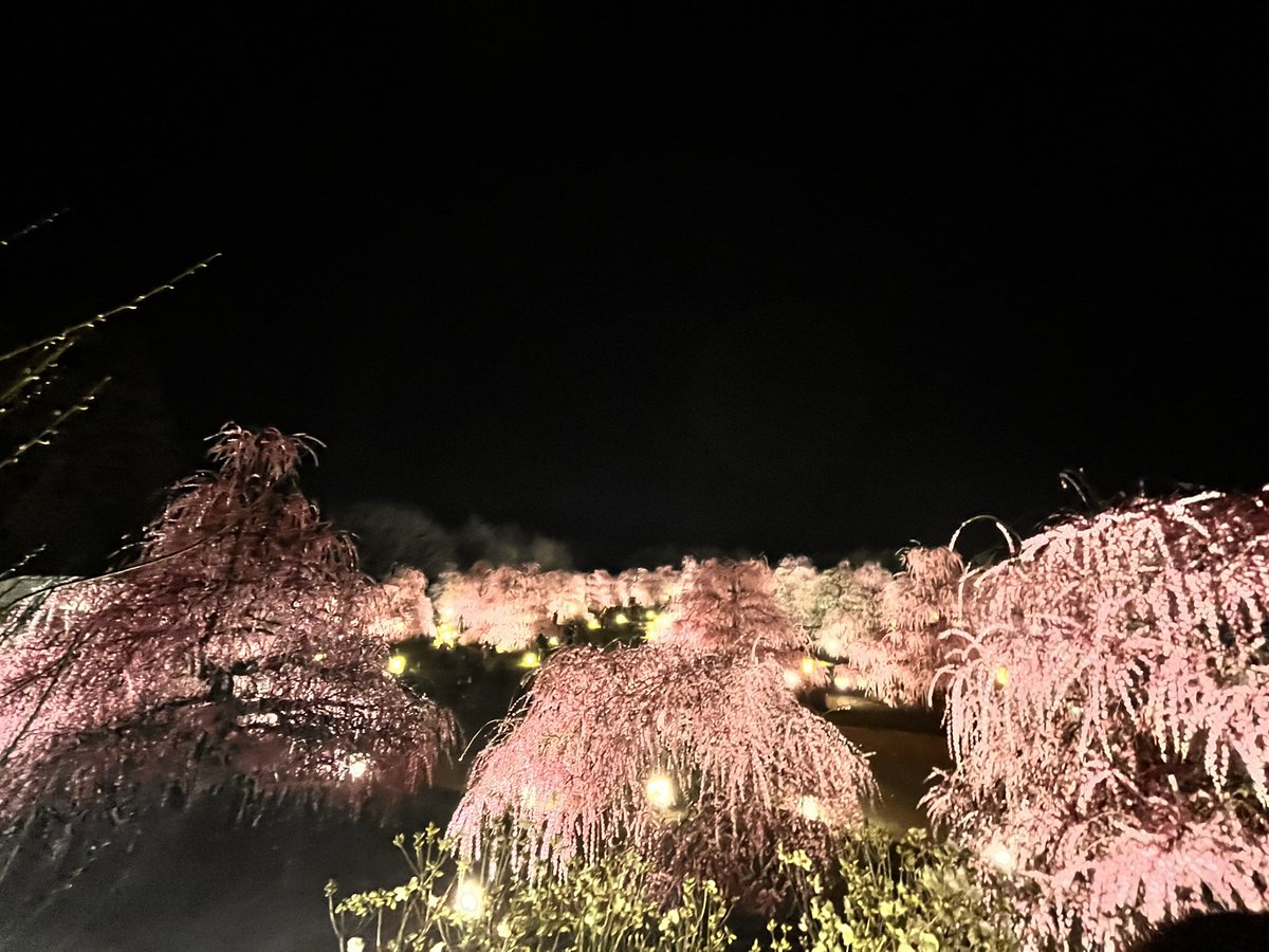 CK7luv_'s tweet photo. 鈴鹿の森庭園、私も今年行ったよー😭✨
ほんとにびっくりきてくれて嬉しい！
@hayato_official https://t.co/ng2bhuWYEL