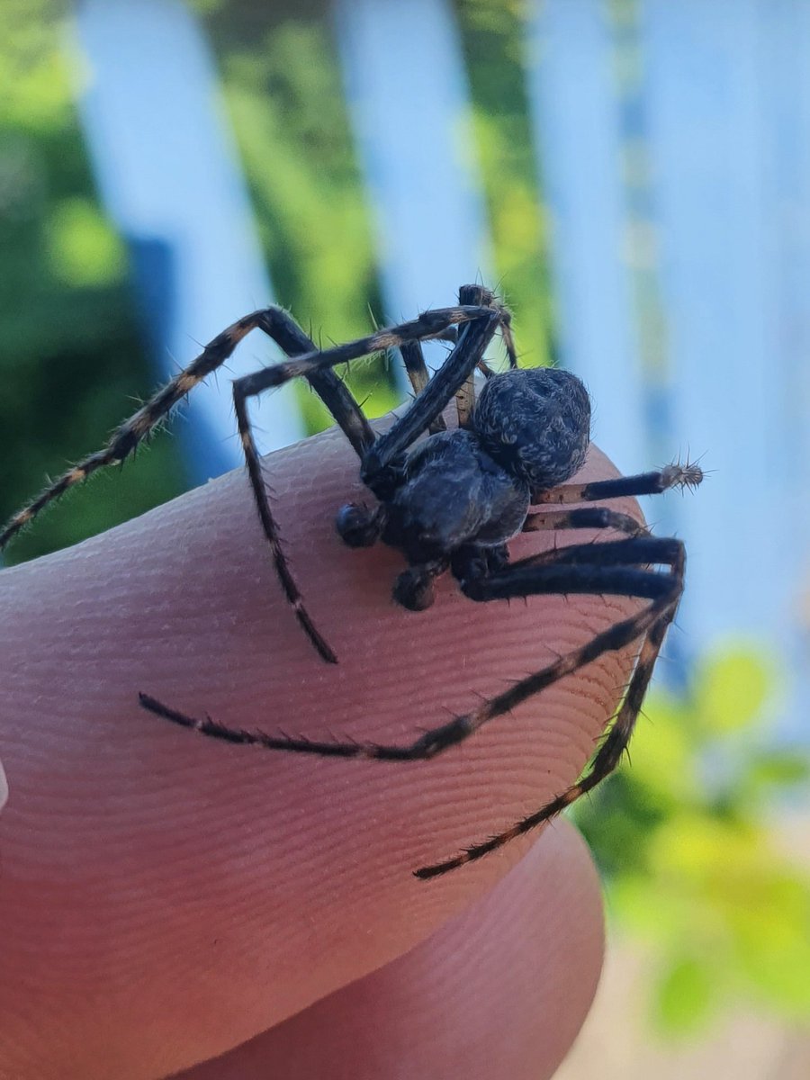 Argiope tweet media
