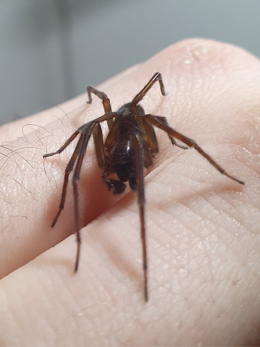 Argiope tweet media