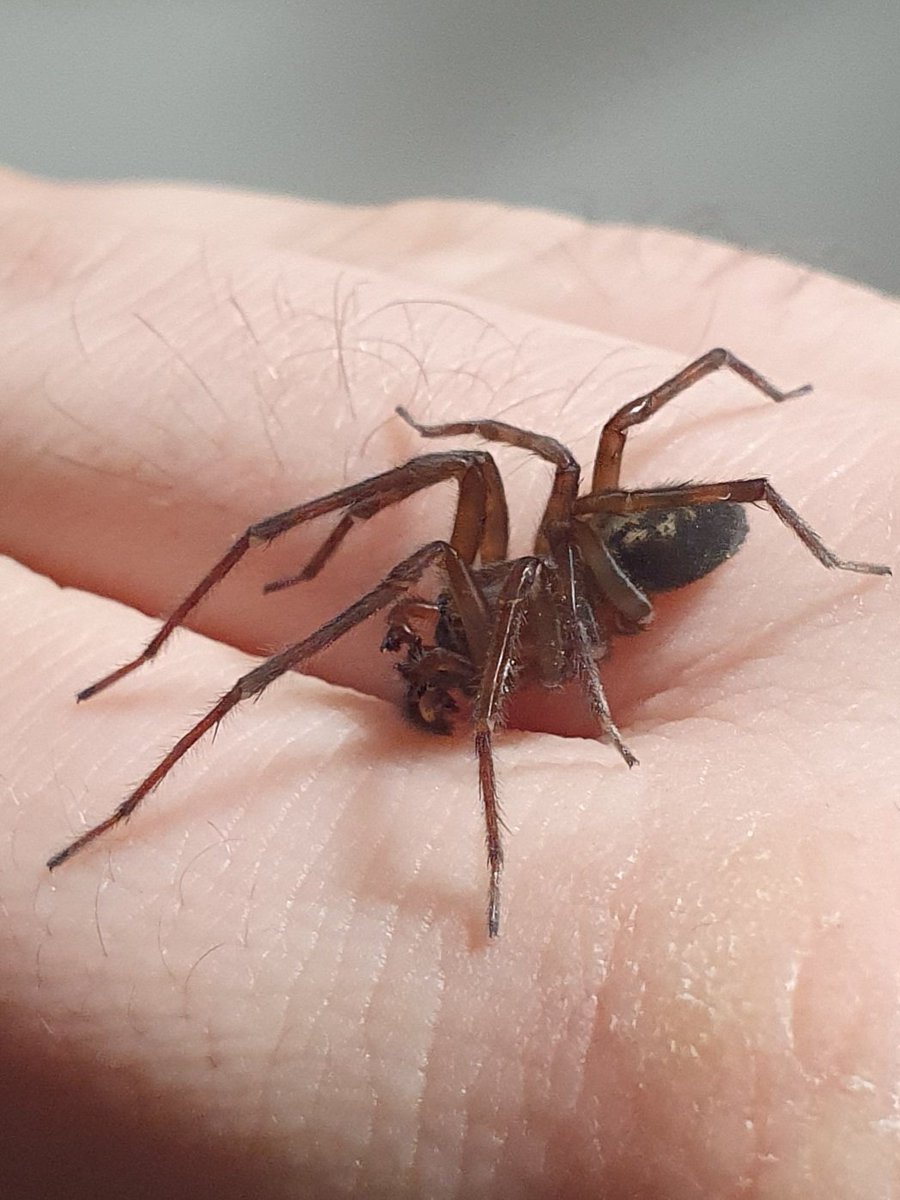 Argiope tweet media