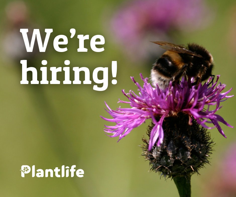 Want to be part of the global voice for plants and fungi? 🌿 

We're hiring! 📢 

We have two roles available: 
🌷 Head of Species &amp; Sites 
🍃 Species Recovery Programme Manager 

Find out more and apply now
👉 bit.ly/43C3qwZ