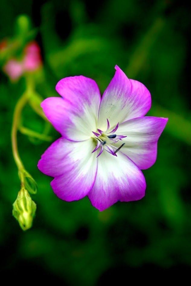 Naturepathway's tweet photo. A beautiful five-petaled Geranium flower displaying a lovely gradient of purple and white.
#tag: #Geranium #GeraniumFlower #IndianGardens #GardenFlowers #OrnamentalPlants #PurpleFlowers #WhiteFlowers #FloraOfIndia #NaturePhotography #FivePetals #Cranesbill https://t.co/nNme7ftUwD