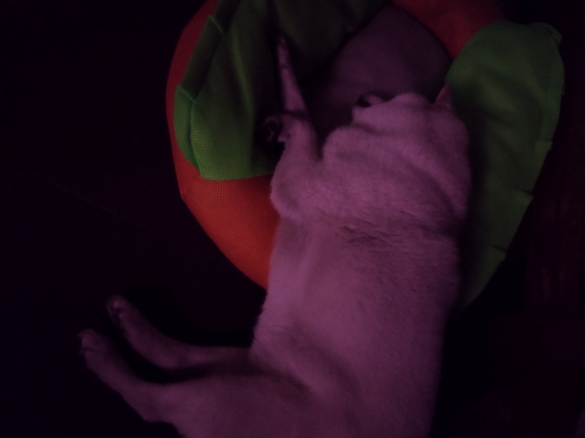 SPKING_1029's tweet photo. はみでてますzzz
#白柴犬
#柴犬を崇めよ 
#柴犬のいる暮らし 
#柴犬のいる生活 
#spking https://t.co/MNQDer2f4Z