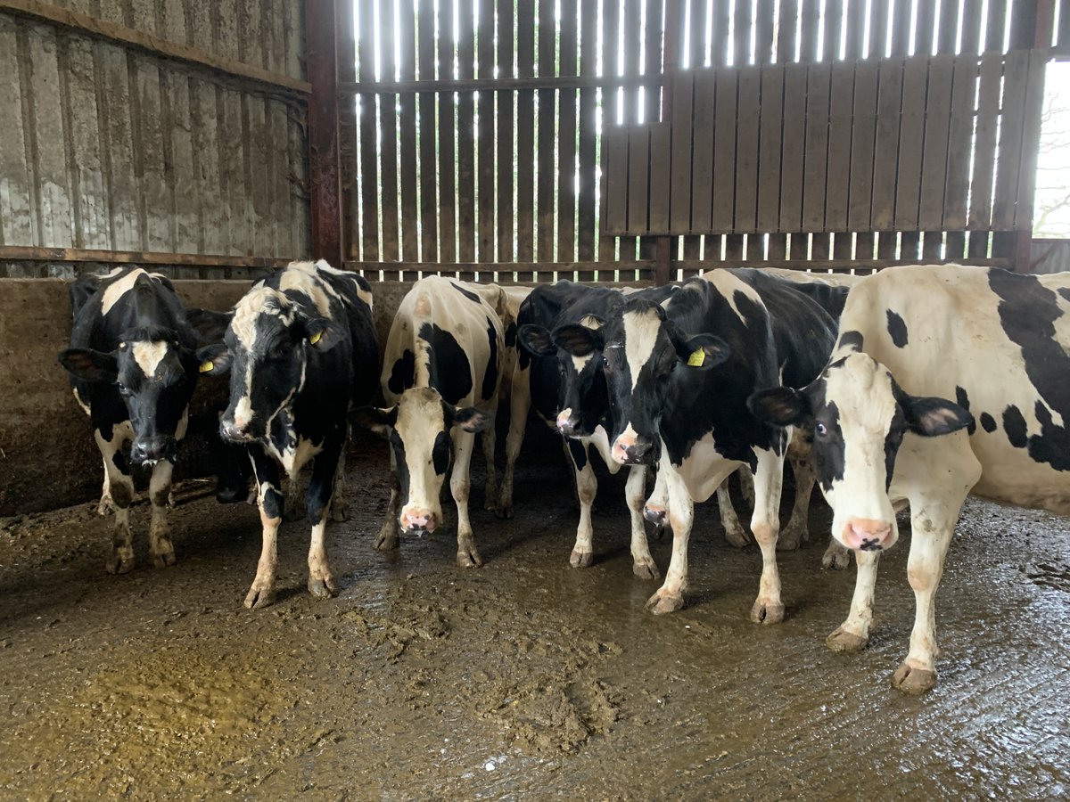 Lameness in #cattle is a welfare &amp; economic concern, causing 200-800 liters of milk loss per lactation &amp; extending calving intervals by 25-30 days. As 3rd biggest economic loss in dairy, addressing it's crucial. 

#DairyFarming #Cows #Lameness #Foottrimming #Hooftrimming #Dairy