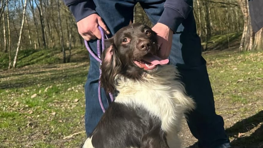 Urgent, please retweet, foster and forever homes and donations needed so that this small charity can get these dogs and many others out of council pounds - they are at risk of euthanasia, or please just share so that someone who can help sees this  #SUSSEX #UK ⭐️ ⭐️⭐️⭐️⭐️⭐️