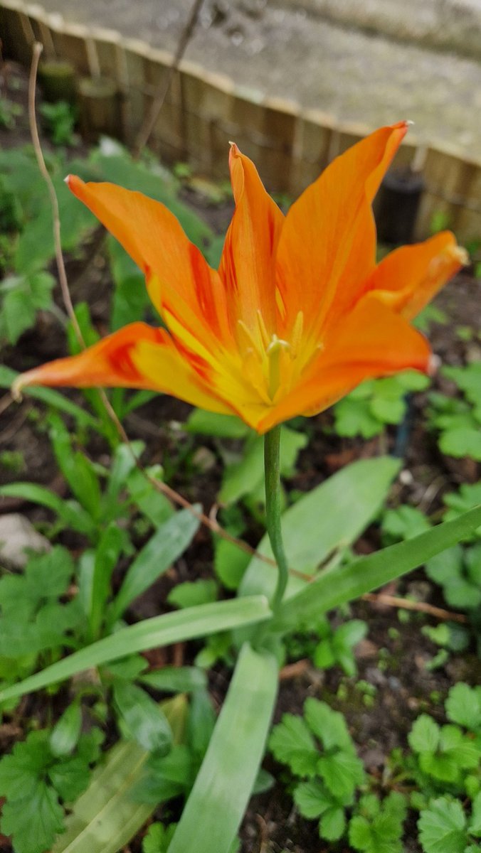 Sula Ross tweet media