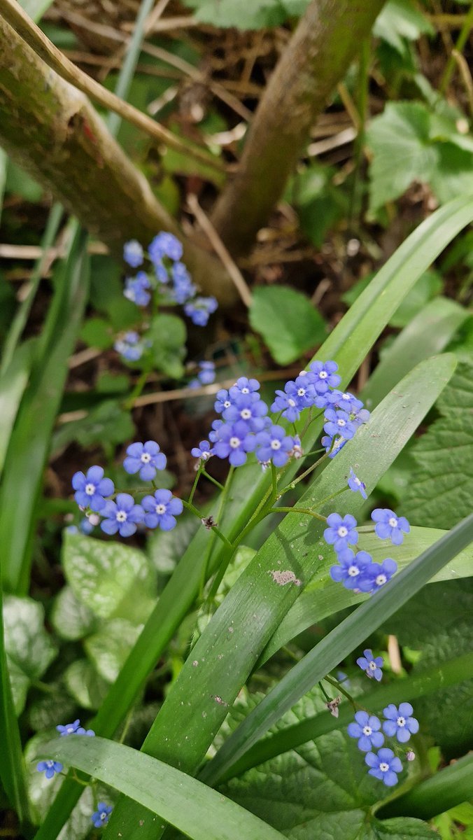 Sula Ross tweet media