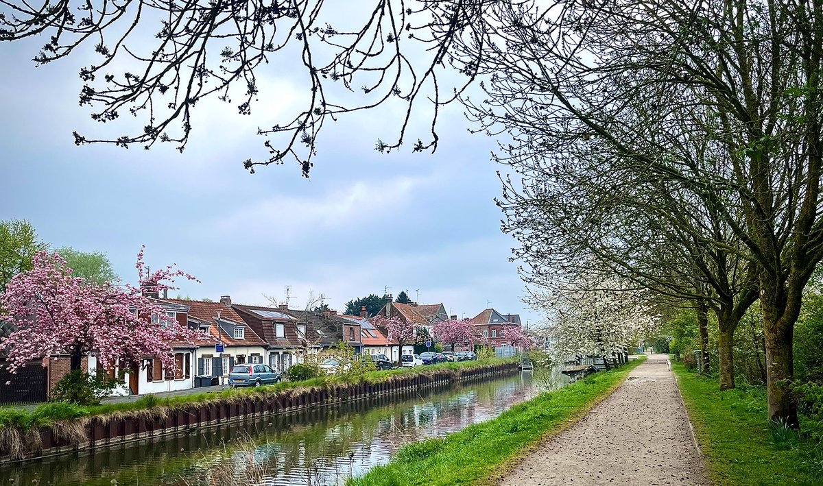 EveFlament's tweet image. Le temps que j’adore : moutonneux, brumeux, lumineux… passant du gris tourterelle au bleu tendre… et les pluies de la nuit qui révèlent les odeurs de terre et de végétation…
#Nord #Printemps