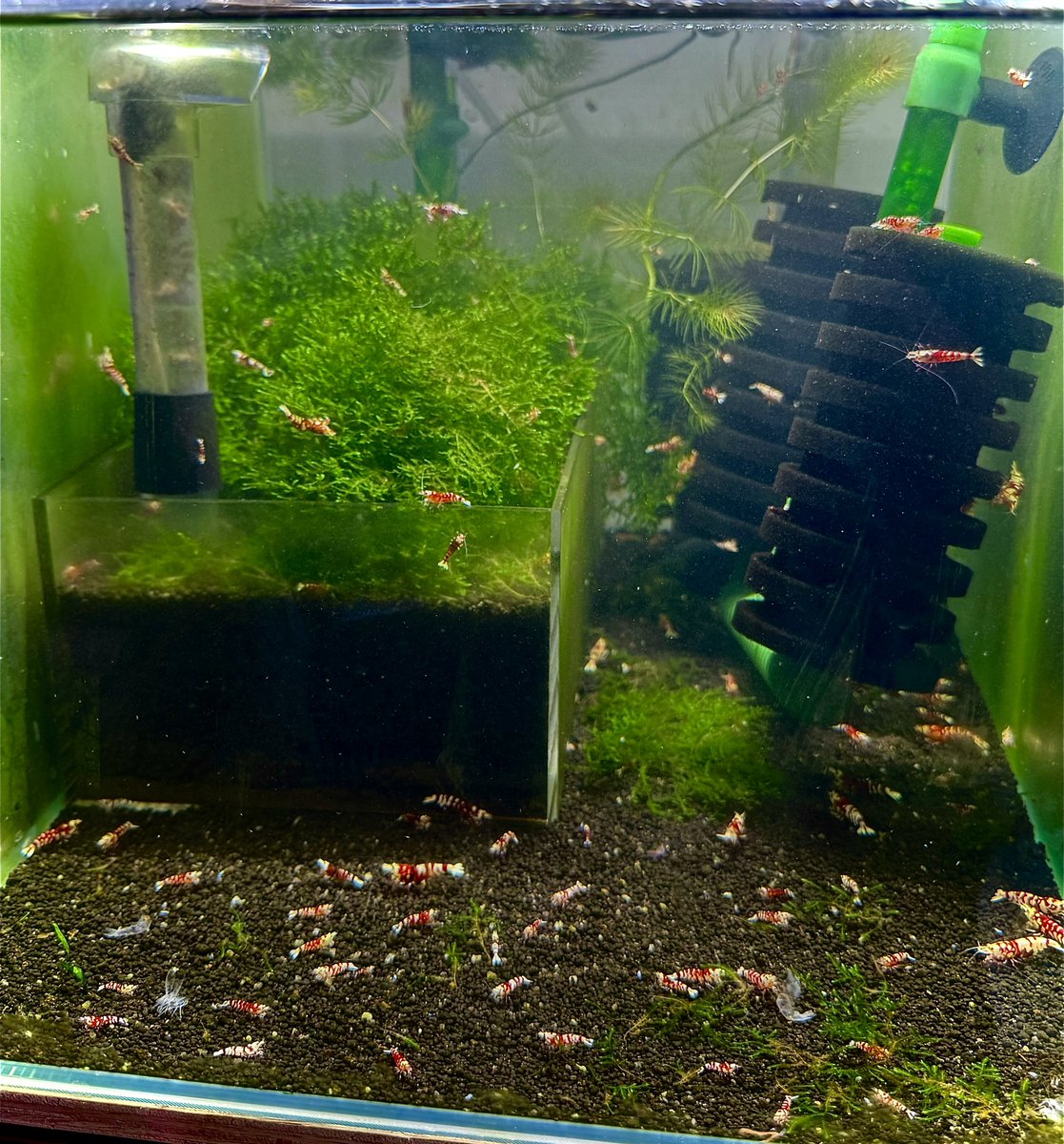 munmunshrimp's tweet image. えび🦐と草🌱と魚🐟

坐骨神経イカれてまして、投稿もメンテもサボり気味。

だいぶ濃い赤が浸透してきたタイガービー🐯

30キューブ水槽はマクロストマおチビのろ過槽扱い。フンも吸ってはポイっ。
そのエネルギーでビカビカに育つヤマサキカヅラ🌱
hirakuのウェルカム水槽から貰いました🙂‍↕️